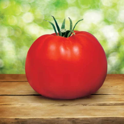 Whopper CR Improved Tomato Seeds Large Crack-Resistant Slicing Tomatoes High Germination Garden Seeds heirloom non-gmo seeds