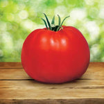Whopper CR Improved Tomato Seeds Large Crack-Resistant Slicing Tomatoes High Germination Garden Seeds heirloom non-gmo seeds