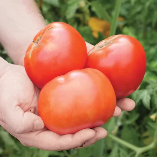 Whopper Improved Tomato Seeds High Germination Garden Seeds heirloom non-gmo seeds