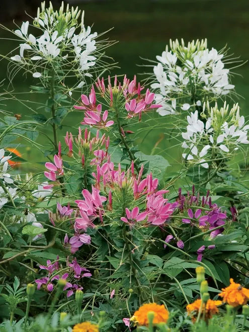 Cleome Seeds - Mixed Colors