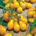 Yellow Pear Tomato Seeds High Germination Garden Seeds heirloom non-gmo seeds