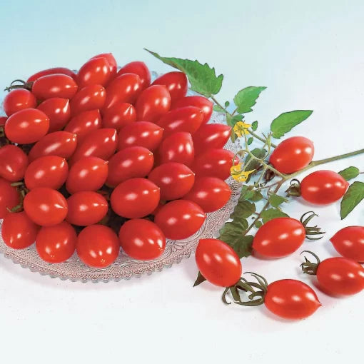 Sugary Tomato Seeds Super-Sweet Red Cherry Tomatoes High Germination Garden Seeds heirloom non-gmo seeds