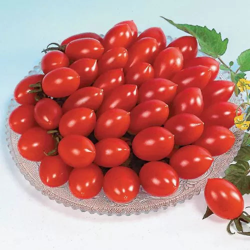 Sugary Cherry Tomato Seeds Super-Sweet Red Cherry Tomatoes High Germination Garden Seeds heirloom non-gmo seeds