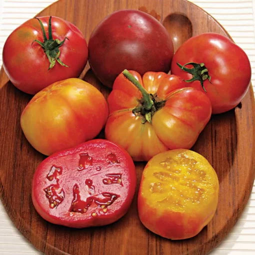 Rainbow Blend Tomato Seeds Multi-Color Tomato Mix High Germination Garden Seeds heirloom non-gmo seeds