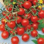 Ladybug Hybrid Cherry Tomato Seeds High Germination Garden Seeds heirloom non-gmo seeds