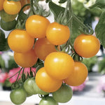 Tumbling Tom Yellow Tomato Seeds Trailing Basket Yellow Cherry Tomatoes High Germination Garden Seeds heirloom non-gmo seeds