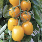 Golden Rave Hybrid Tomato Seeds Yellow Elongated Grape Tomatoes High Germination Garden Seeds heirloom non-gmo seeds