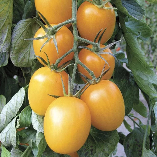 Golden Rave Hybrid Tomato Seeds Yellow Elongated Grape Tomatoes High Germination Garden Seeds heirloom non-gmo seeds