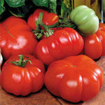 Costoluto Genovese Tomato Seeds Classic Ribbed Italian Tomatoes High Germination Garden Seeds heirloom non-gmo seeds