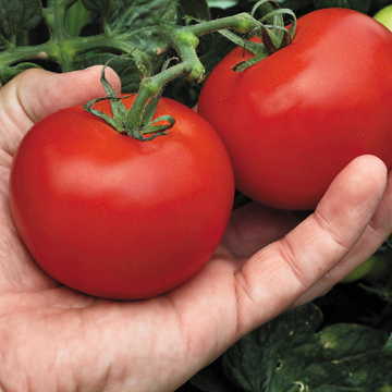 Mega Bite Hybrid Tomato Seeds Large Patio-Friendly Cherry Tomatoes High Germination Garden Seeds heirloom non-gmo seeds