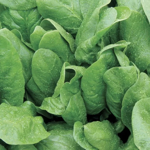 Space Spinach Seeds High Germination Garden Seeds heirloom non-gmo seeds