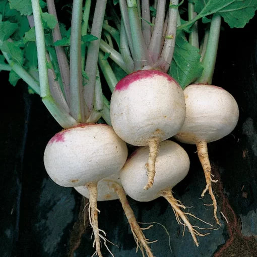 Purple Top White Globe Turnip Seeds High Germination Garden Seeds heirloom non-gmo seeds
