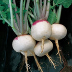 Purple Top White Globe Turnip Seeds High Germination Garden Seeds heirloom non-gmo seeds