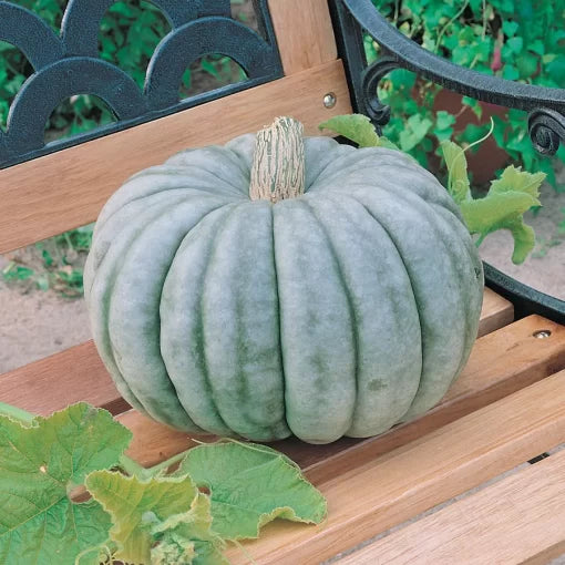 Jarrahdale Pumpkin Seeds High Germination Garden Seeds heirloom non-gmo seeds