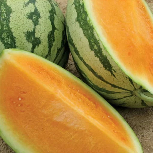 Orange Crisp Watermelon Seeds High Germination Garden Seeds heirloom non-gmo seeds