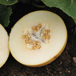 Dove Hybrid Melon Seeds Smooth Pale-Green Early Sweet Melons High Germination Garden Seeds heirloom non-gmo seeds