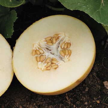 Dove Hybrid Melon Seeds Smooth Pale-Green Early Sweet Melons High Germination Garden Seeds heirloom non-gmo seeds
