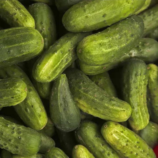 National Pickling Cucumber Seeds High Germination Garden Seeds heirloom non-gmo seeds
