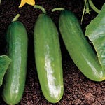 Diva Cucumber Seeds Burpless Sweet Thin-Skinned Cucumbers High Germination Garden Seeds heirloom non-gmo seeds