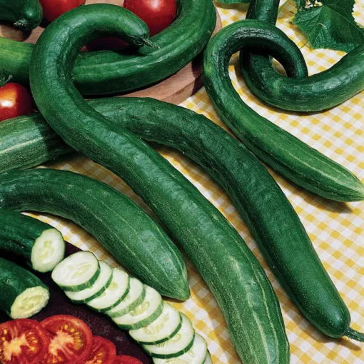 Early Spring Burpless Hybrid Cucumber Seeds Smooth Mild Early Cucumbers High Germination Garden Seeds heirloom non-gmo seeds