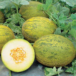 Lambkin Hybrid Melon Seeds Sweet Green-Fleshed Piel de Sapo Melons High Germination Garden Seeds heirloom non-gmo seeds
