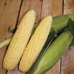 Yellow Mirai Corn Seeds High-Sugar Yellow Mirai Sweet Corn High Germination Garden Seeds heirloom non-gmo seeds