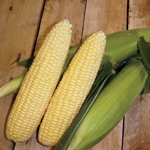 Yellow Mirai Corn Seeds High-Sugar Yellow Mirai Sweet Corn High Germination Garden Seeds heirloom non-gmo seeds