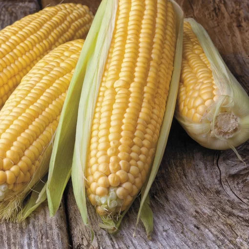Honey Select Triplesweet Hybrid Corn Seeds Extra-Sweet High-Sugar Yellow Corn High Germination Garden Seeds heirloom non-gmo seeds