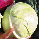 Gonzales Hybrid Cabbage Seeds Compact Mini-Head Green Cabbage High Germination Garden Seeds heirloom non-gmo seeds
