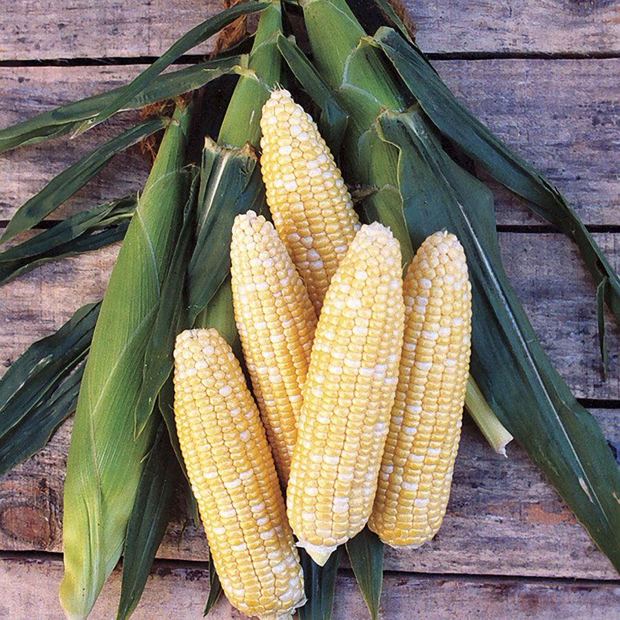 Revelation Hybrid Corn Seeds | Early Maturity High-Sugar Bicolor Corn – Heirloom, Non-GMO, High Germination Organic Garden Seeds