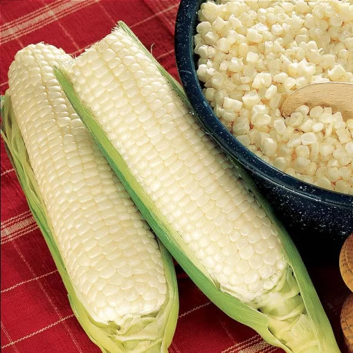 Silver King Corn Seeds High Germination Garden Seeds heirloom non-gmo seeds
