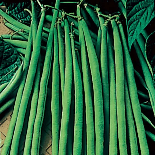 Maxibel Bush Bean Seeds Extra-Fine Long French Haricot Vert Beans High Germination Garden Seeds heirloom non-gmo seeds