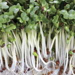 Broccoli Sprouting Seeds -Growth High-Nutrition Broccoli Microgreens High Germination Garden Seeds heirloom non-gmo seeds