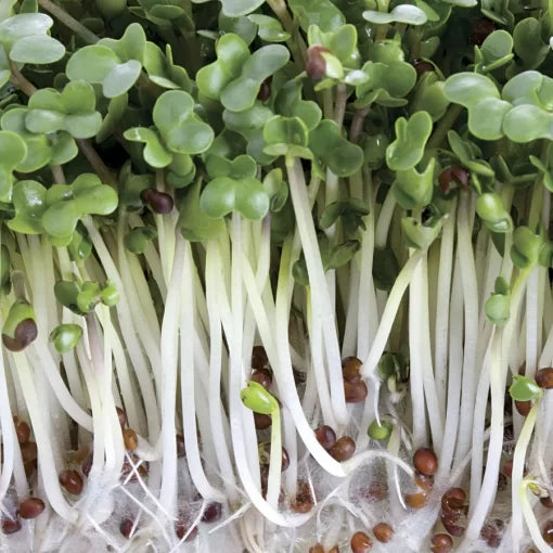 Broccoli Sprouting Seeds -Growth High-Nutrition Broccoli Microgreens High Germination Garden Seeds heirloom non-gmo seeds