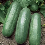 Eureka Hybrid Cucumber Seeds Disease-Resistant Crisp Slicing Cucumbers High Germination Garden Seeds heirloom non-gmo seeds