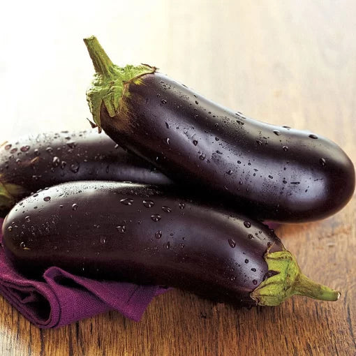 Orlando Hybrid Eggplant Seeds Productive Dark Purple Eggplants High Germination Garden Seeds heirloom non-gmo seeds