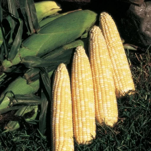 Honey N Pearl Hybrid Corn Seeds Sweet Bi-Color Early Harvest Corn High Germination Garden Seeds heirloom non-gmo seeds