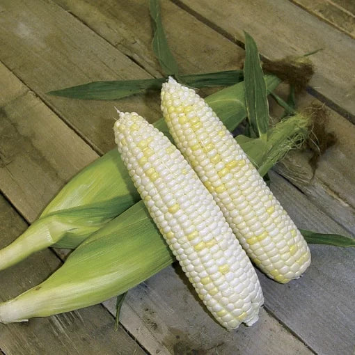 White Mirai Corn Seeds Extra-Sweet White Mirai Sweet Corn High Germination Garden Seeds heirloom non-gmo seeds