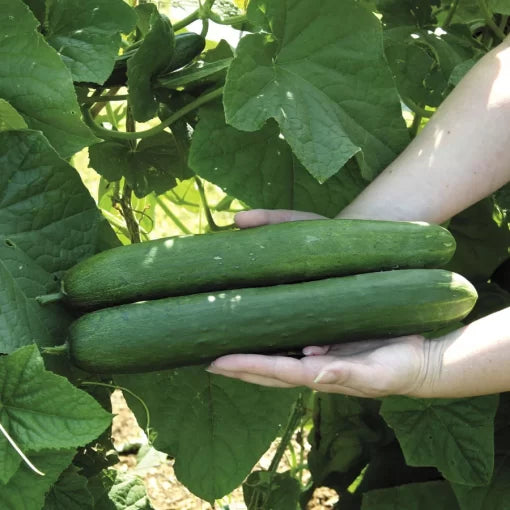Sweet Success Hybrid Cucumber Seeds Burpless Dark Green Smooth Cucumbers High Germination Garden Seeds heirloom non-gmo seeds