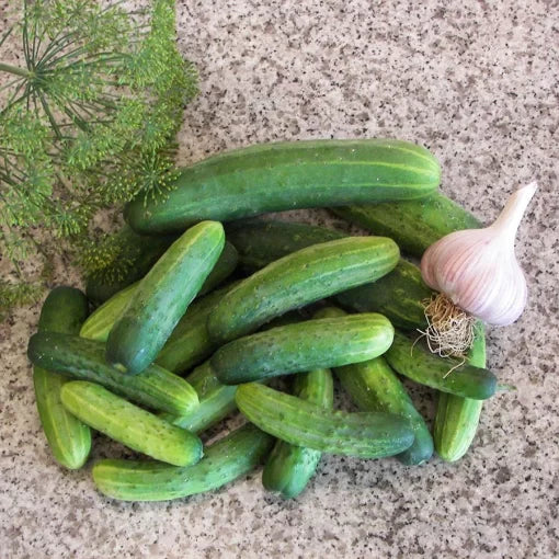 Straight Eight Cucumber Seeds High Germination Garden Seeds heirloom non-gmo seeds