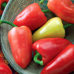Mariachi Pepper Seeds High Germination Garden Seeds heirloom non-gmo seeds