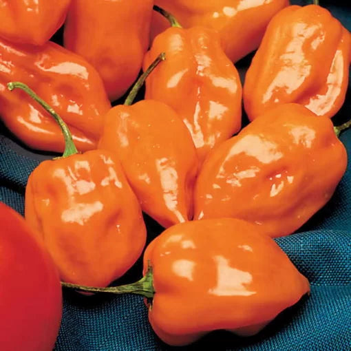 Habanero Pepper Seeds Extra-Hot Orange Lantern Habaneros High Germination Garden Seeds heirloom non-gmo seeds