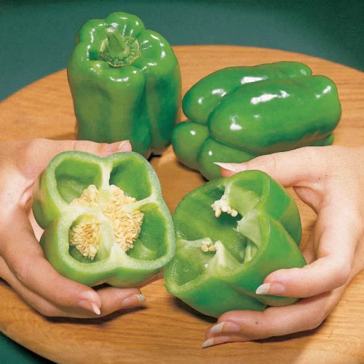 Big Bertha PS Hybrid Pepper Seeds Giant Sweet Thick-Wall Bell Peppers High Germination Garden Seeds heirloom non-gmo seeds