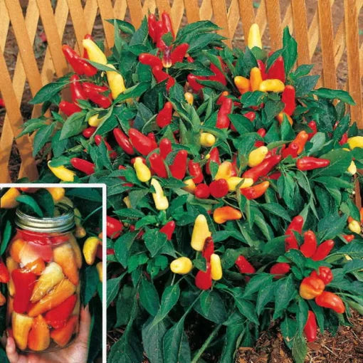 Sweet Pickle Pepper Seeds High Germination Garden Seeds heirloom non-gmo seeds
