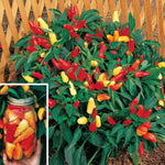 Sweet Pickle Pepper Seeds High Germination Garden Seeds heirloom non-gmo seeds