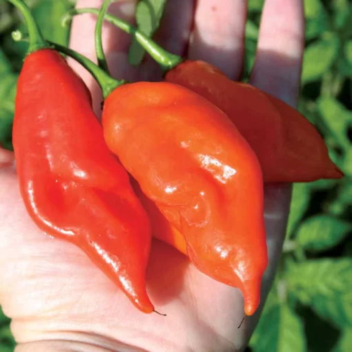 Maya Pepper Seeds High Germination Garden Seeds heirloom non-gmo seeds