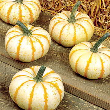 Lil Pumpkemon Pumpkin Seeds Small Striped Orange-and-White Pumpkins High Germination Garden Seeds heirloom non-gmo seeds
