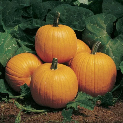 Howden Pumpkin Seeds Large Classic Deep-Orange Pumpkins High Germination Garden Seeds heirloom non-gmo seeds