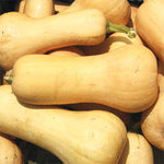 Frisco Hybrid Squash Seeds Straight Yellow Heavy-Bearing Squash High Germination Garden Seeds heirloom non-gmo seeds