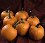 Hijinks Pumpkin Seeds High Germination Garden Seeds heirloom non-gmo seeds